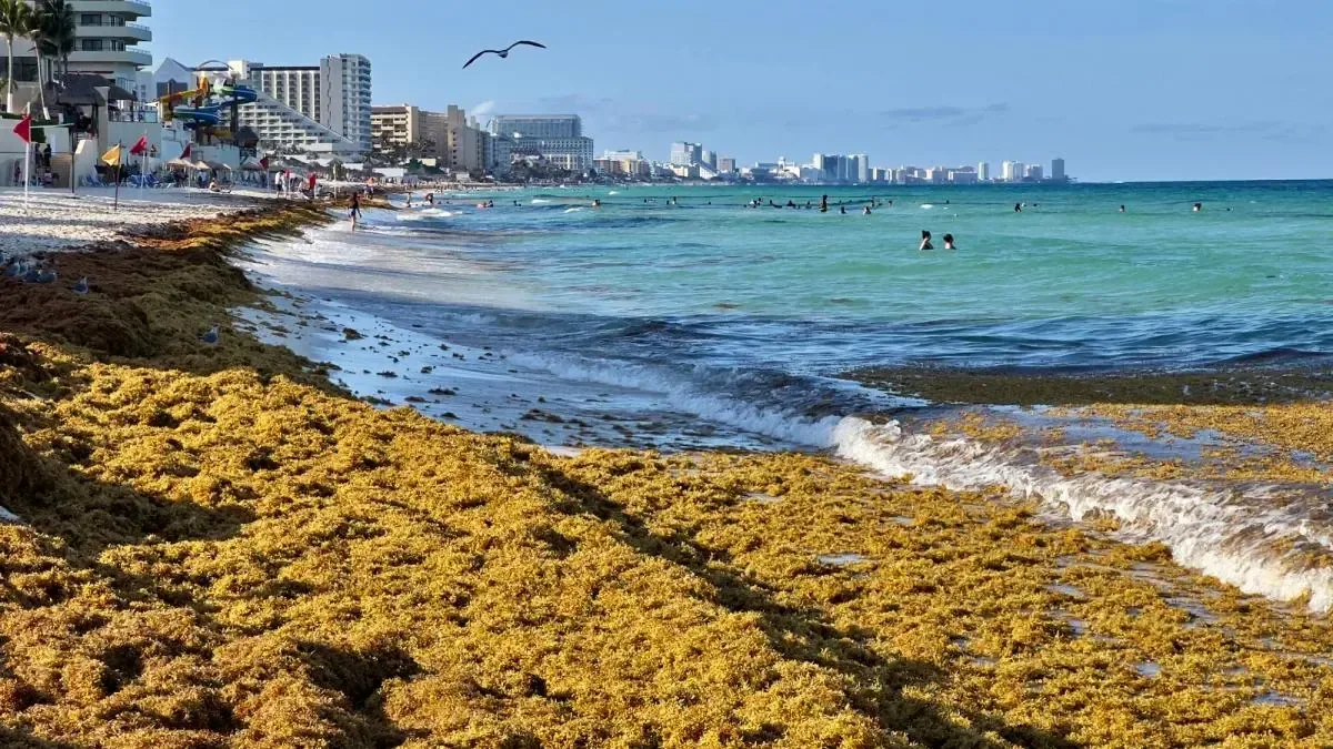 Nueva estrategia busca convertir el sargazo en recursos útiles, mejorando la situación en el Caribe mexicano.