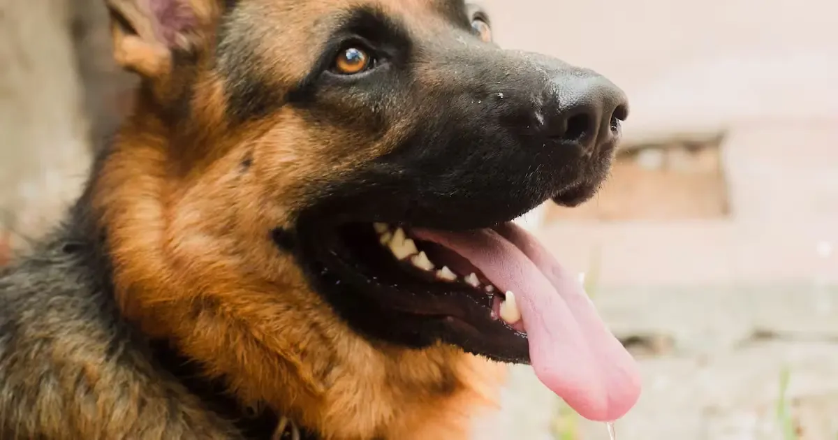 Este domingo se busca fomentar la tenencia responsable y la adopción en el país.