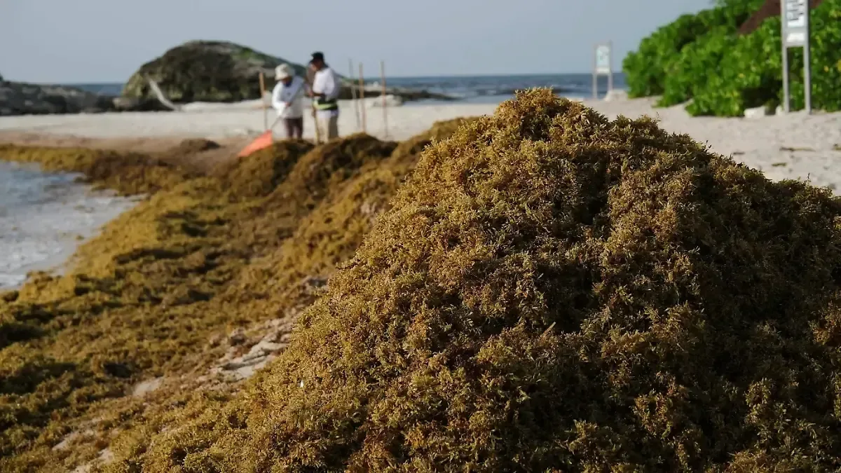 La estrategia busca mitigar el impacto ambiental y económico del sargazo en el Caribe mexicano.