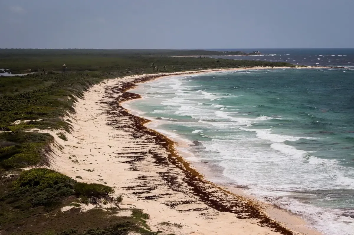 La inversión se dirige a mejorar estrategias de recolección y reciclaje de sargazo en el Caribe mexicano.