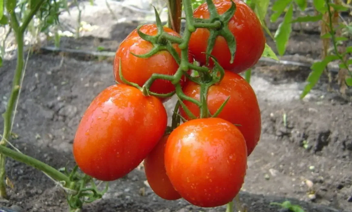 Este acuerdo busca mejorar las condiciones del sector agrícola y garantizar precios justos para productores y consumidores.