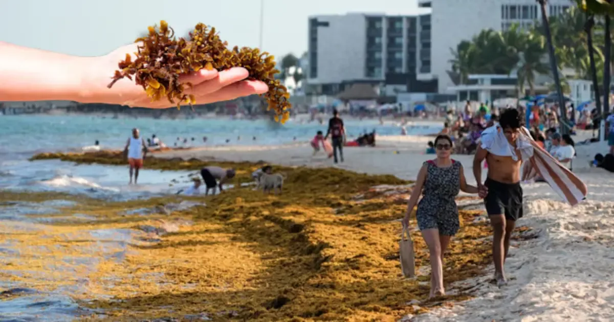 La inversión busca mitigar el impacto del sargazo en el turismo y ecosistemas costeros en Quintana Roo.