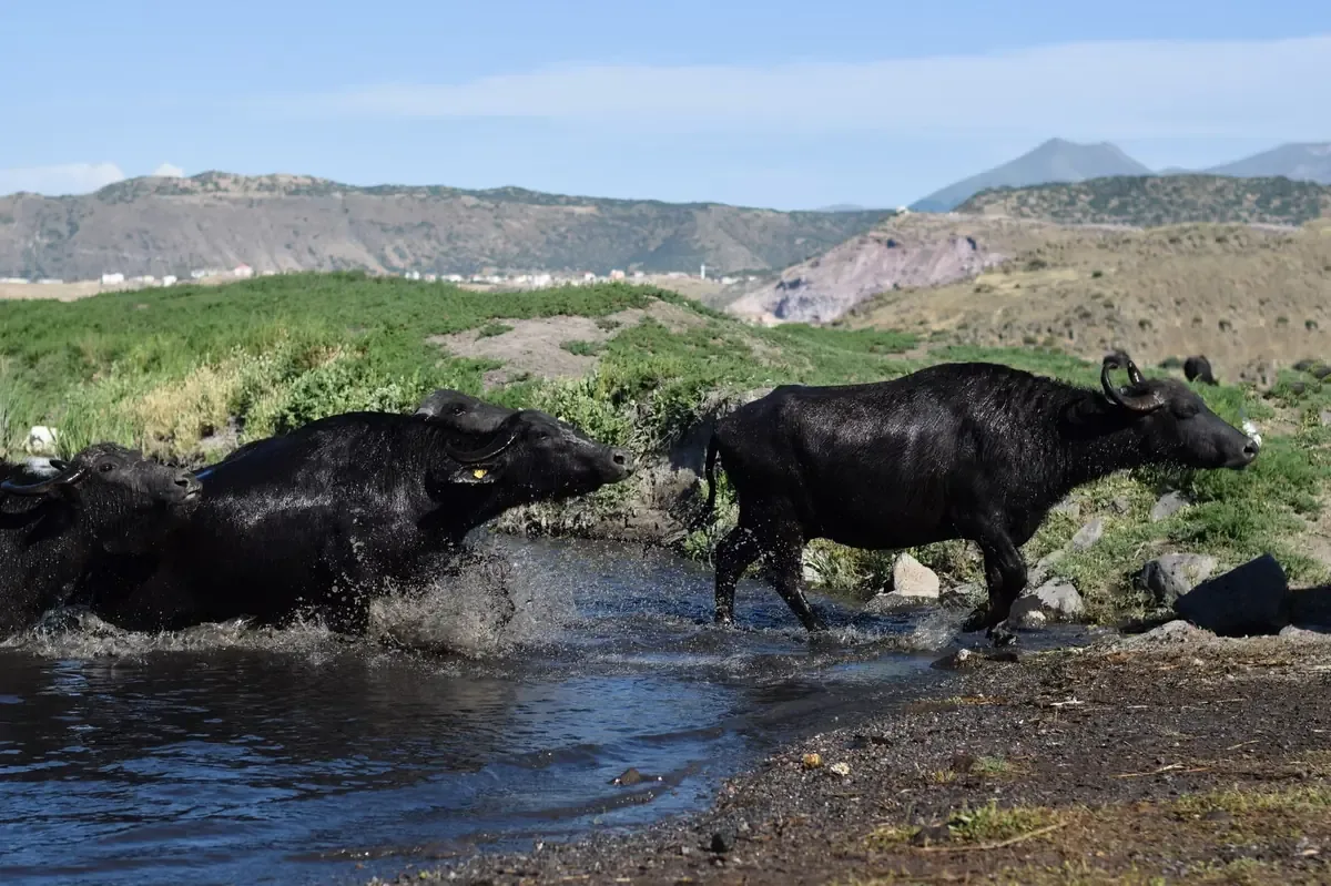 La reintroducción de bisontes fortalece los ecosistemas en riesgo del norte de México.