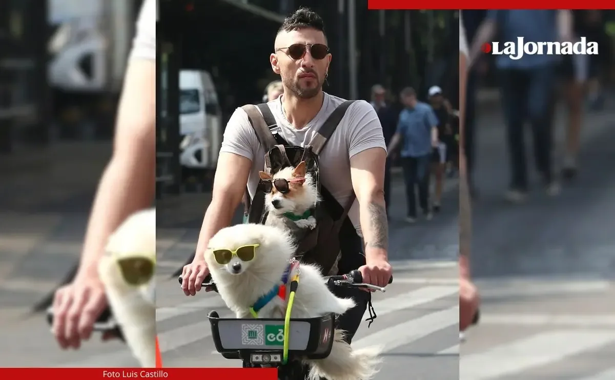 Negocios de mascotas en CDMX han crecido significativamente en los últimos años.