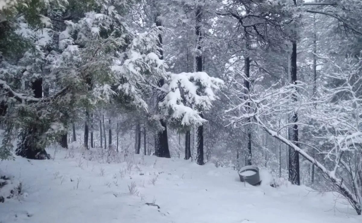 "Nieve cae en montañas de Chihuahua debido a la tormenta invernal."