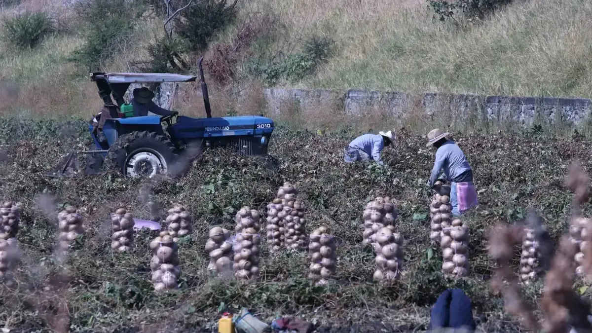 Nueva iniciativa busca garantizar condiciones justas para trabajadores agrícolas en Baja California.