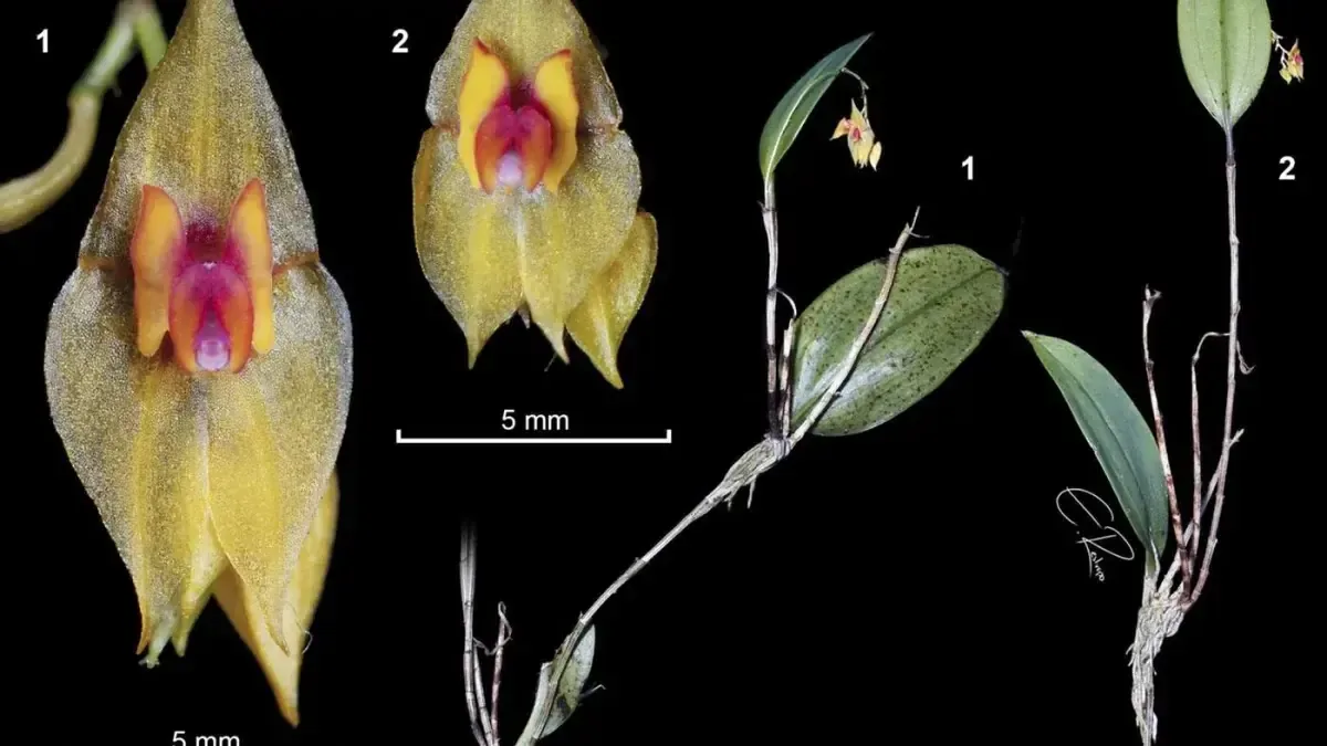 Especialistas descubrieron una nueva orquídea, L. leonmoralesii, en honor al profesor León Morales Soto, destacado botánico colombiano.