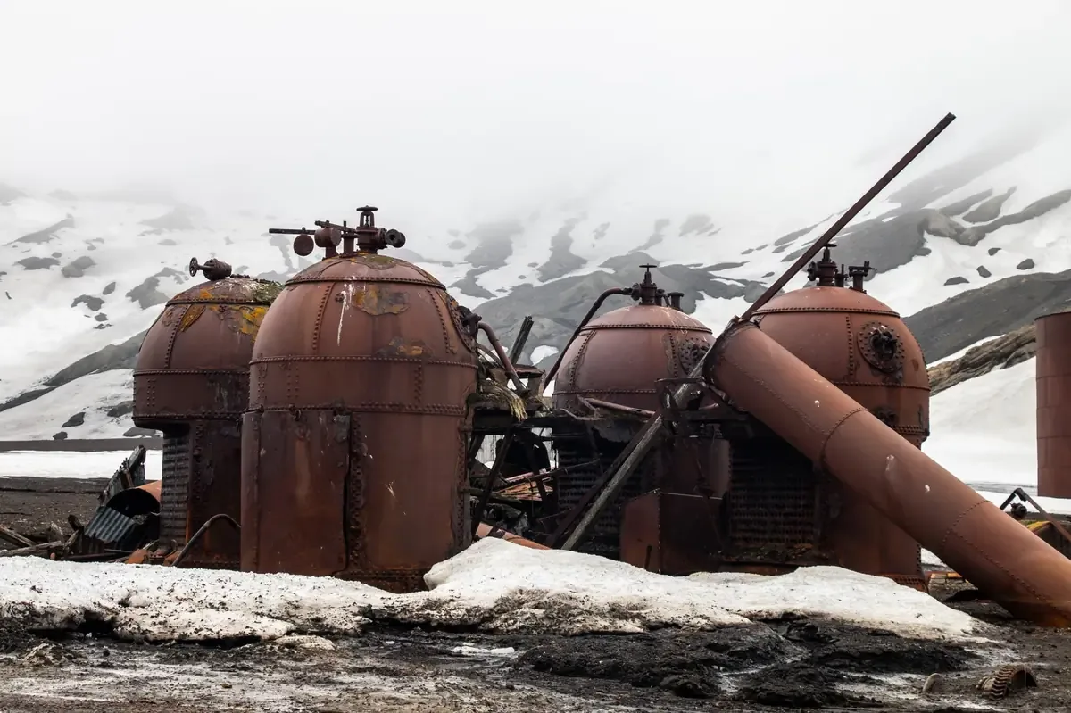 Estos hallazgos resaltan el papel vital de la biodiversidad antártica en la regulación climática global.