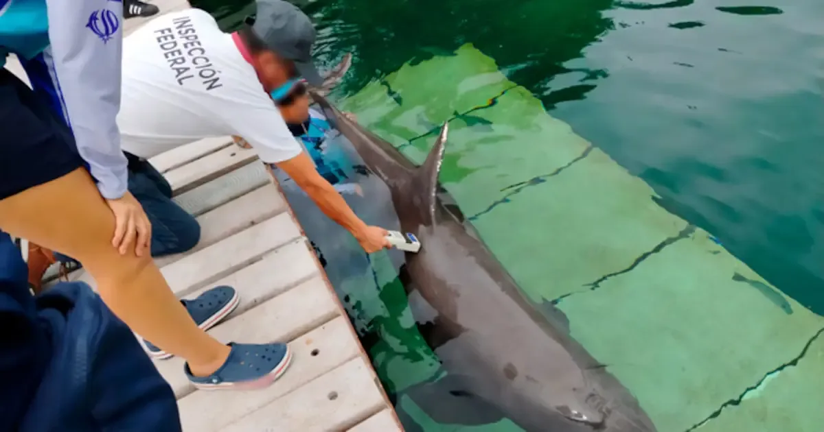 La situación de estos delfines es crítica y requiere atención inmediata para su bienestar.
