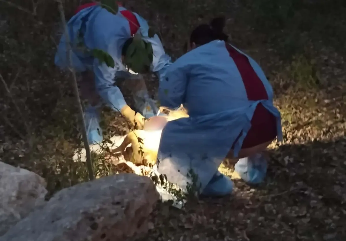 La muerte de un perro llamado "Niño" en Motul provoca protestas y denuncias.