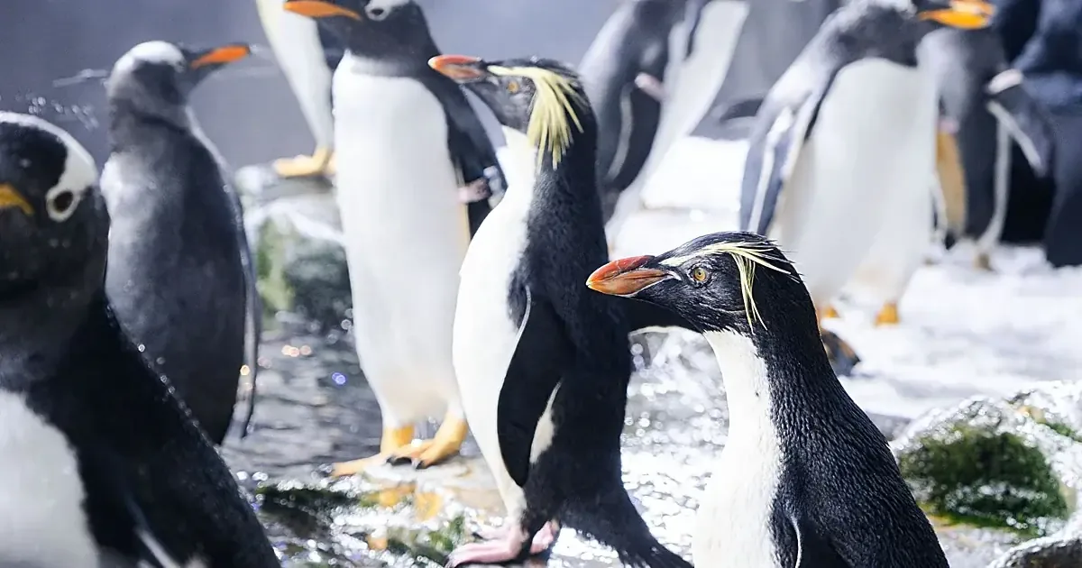 La llegada de estos pingüinos contribuye a la conservación de una especie amenazada.