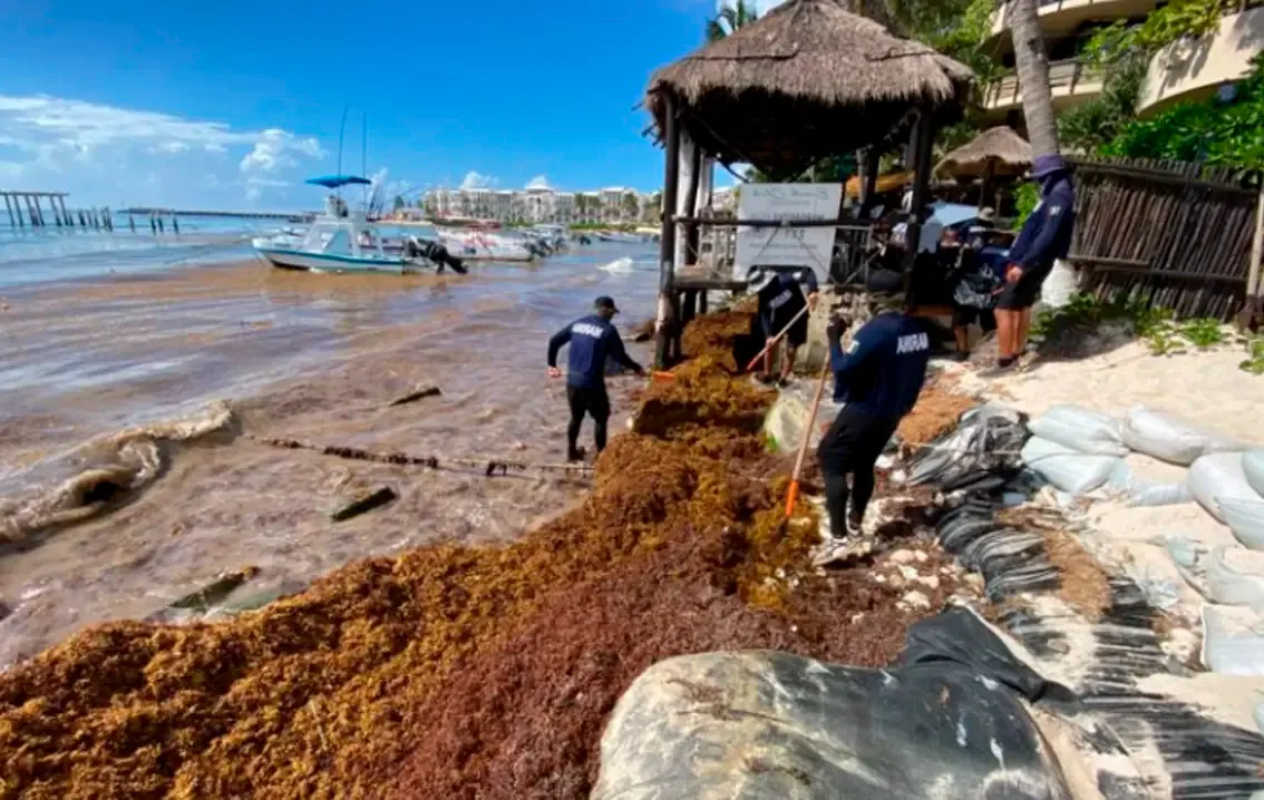 Operativo de limpieza en El Recodo, Playa del Carmen, debido al sargazo.