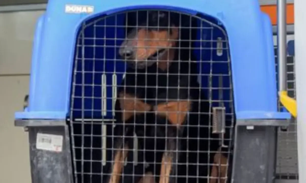 Operativo destaca la importancia de la denuncia ciudadana para proteger a animales en situación de riesgo.