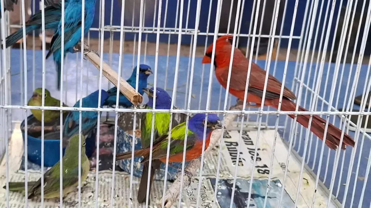 Las autoridades buscan erradicar la venta en la vía pública y el maltrato animal en Michoacán.