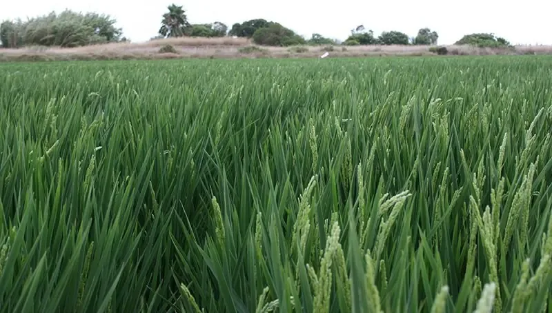 Organizaciones agrarias piden medidas para proteger el arroz europeo y detener la competencia desleal.