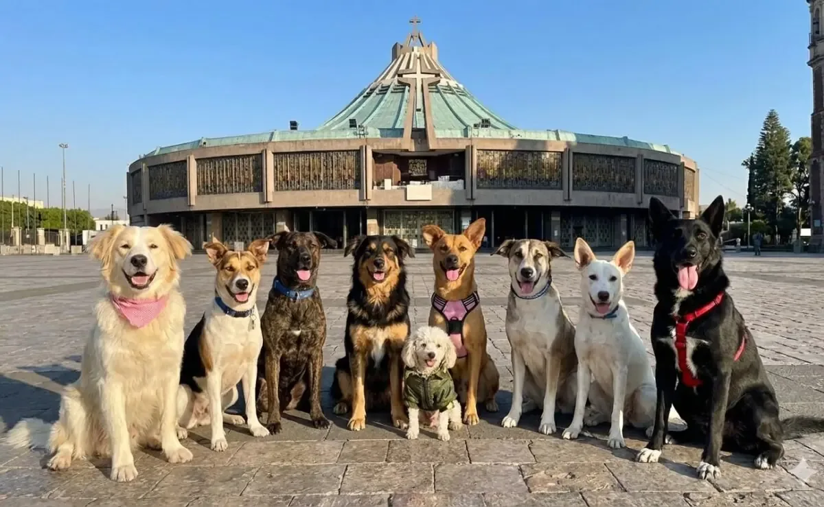 Organizada por "Consentidos Bazar", la feria busca proporcionar un hogar a perritos abandonados tras peregrinaciones.
