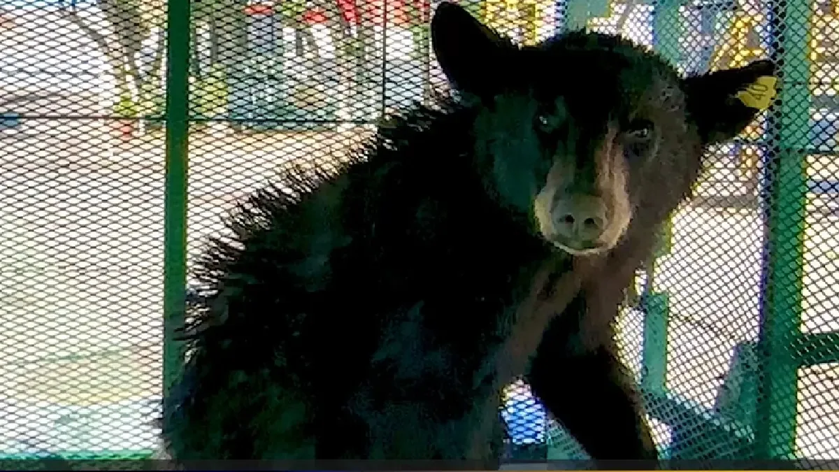 Un oso negro fue rehabilitado y liberado en un entorno natural tras ser hallado en condiciones críticas.