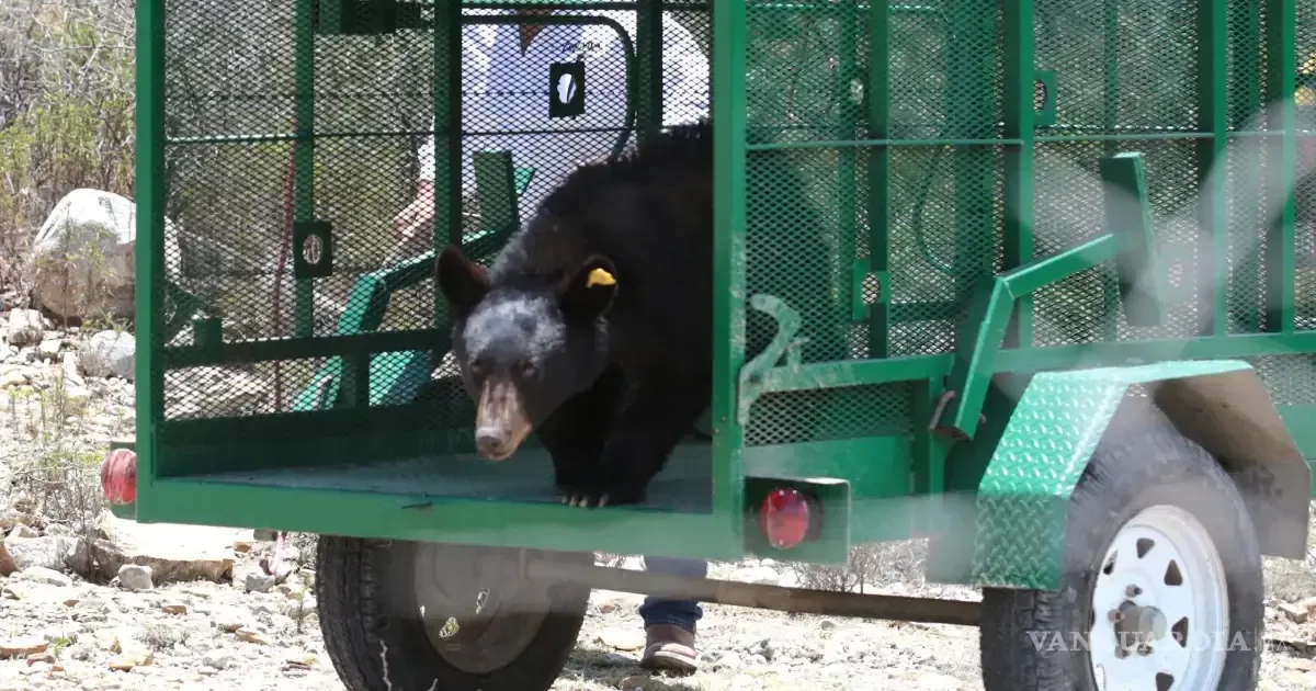 Un esfuerzo conjunto permitió el regreso de un oso negro a su hábitat tras un proceso de rescate y recuperación.