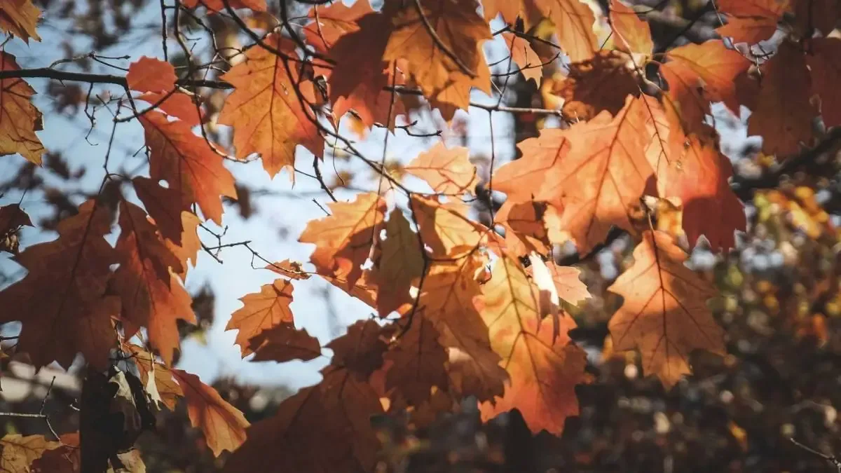 La llegada del otoño en 2026 se define por un instante astronómico específico en lugar de una fecha fija.