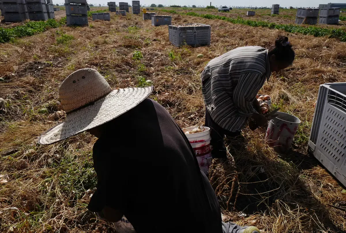 La exposición a pesticidas en Texas se relaciona con un aumento del Parkinson entre los residentes agrícolas.