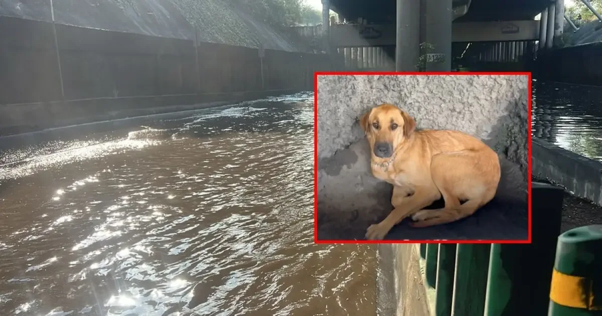 La fuerte lluvia dejó a un perro varado en Periférico, desatando la solidaridad de los habitantes.