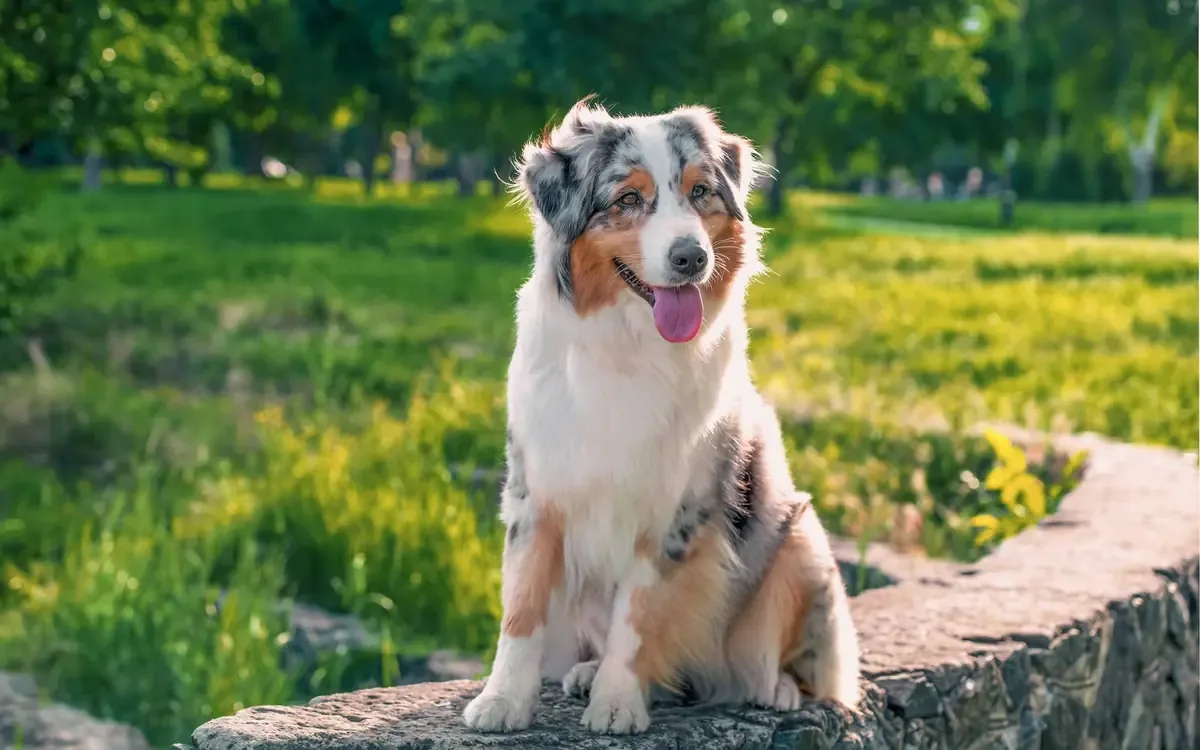 Un australiano demuestra su naturaleza amistosa al llevar un perro callejero a un hogar seguro.
