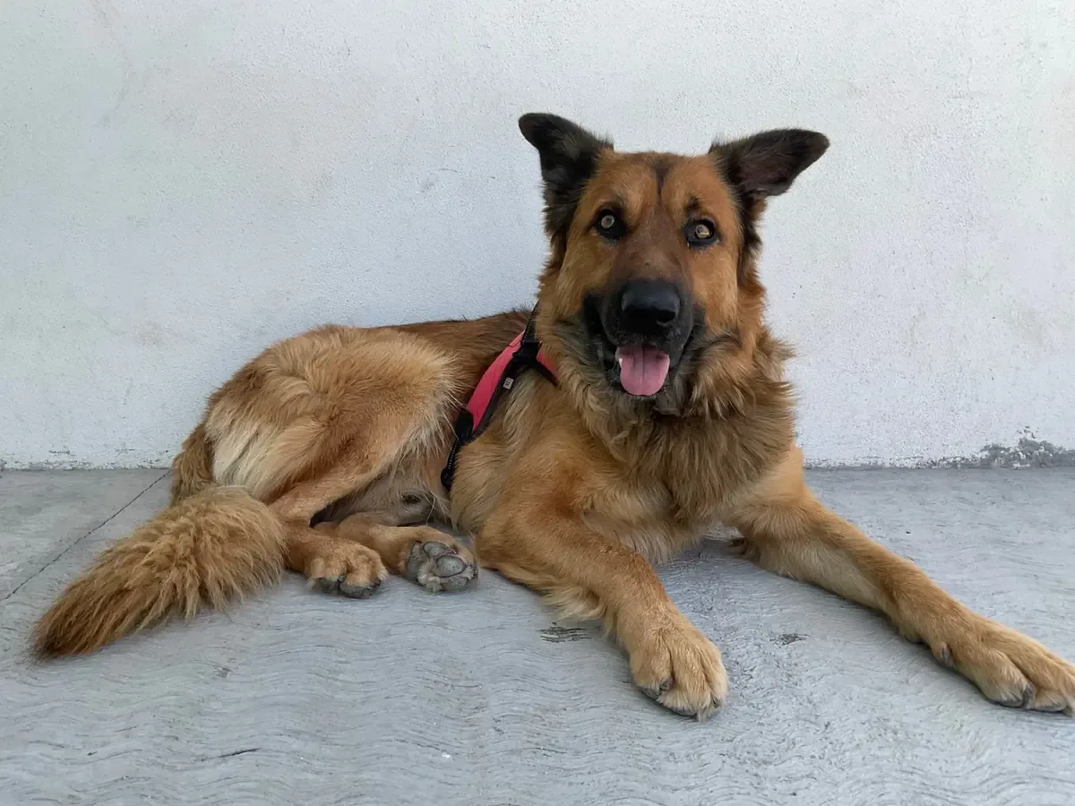 Un perro rescatado en Saltillo lucha por su salud tras ser encontrado encadenado y con infestación de garrapatas.