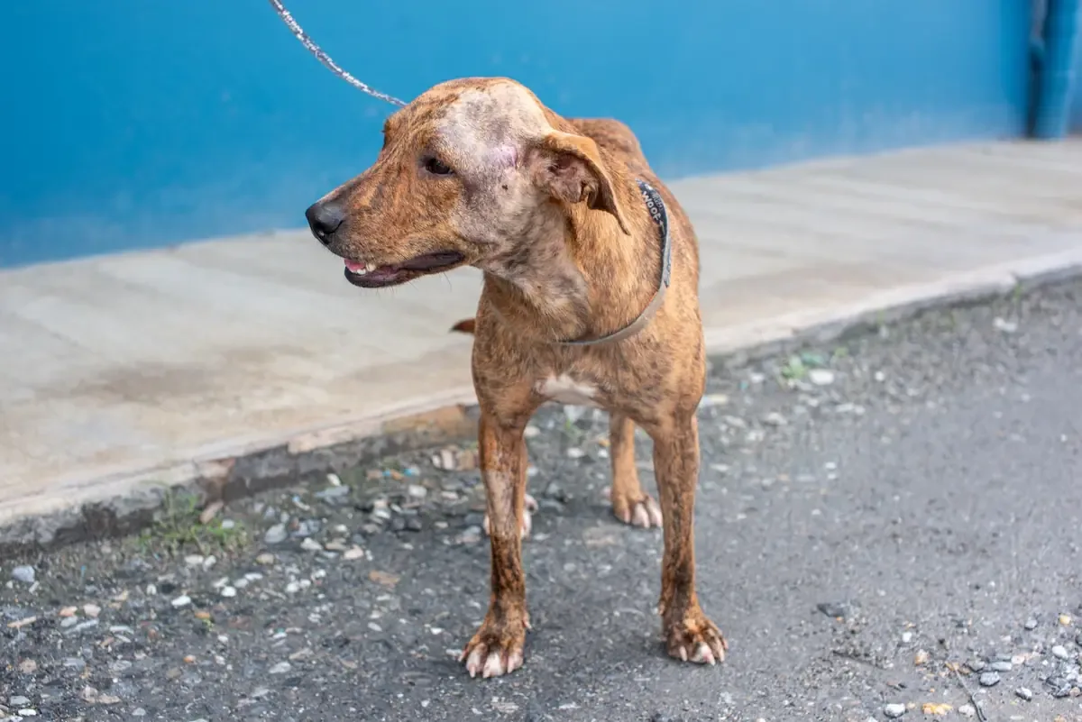 La tierna transformación de Meredith destaca la urgencia de hogares de acogida para perros.