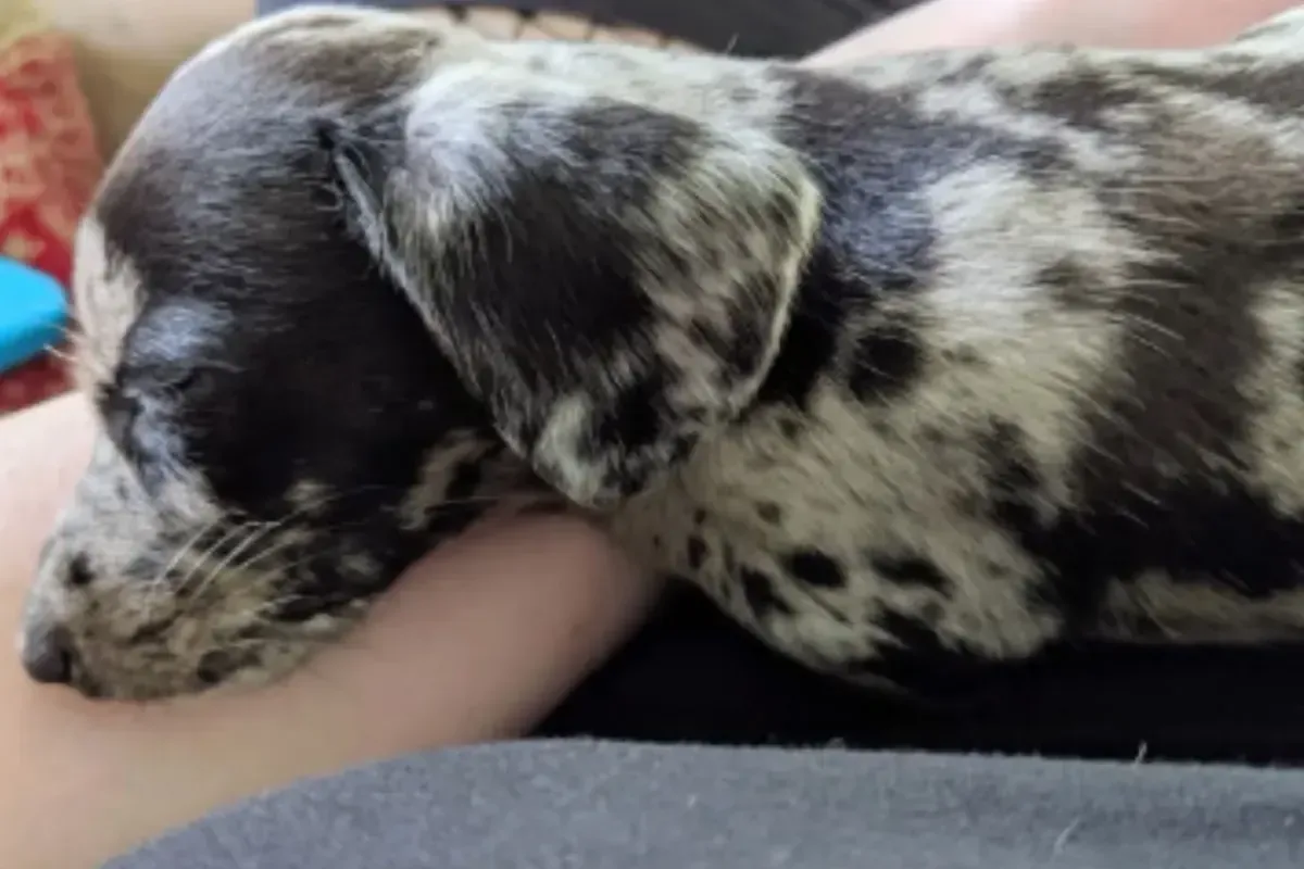 Expertos aconsejan sobre la importancia de las expectativas al adoptar un perro.