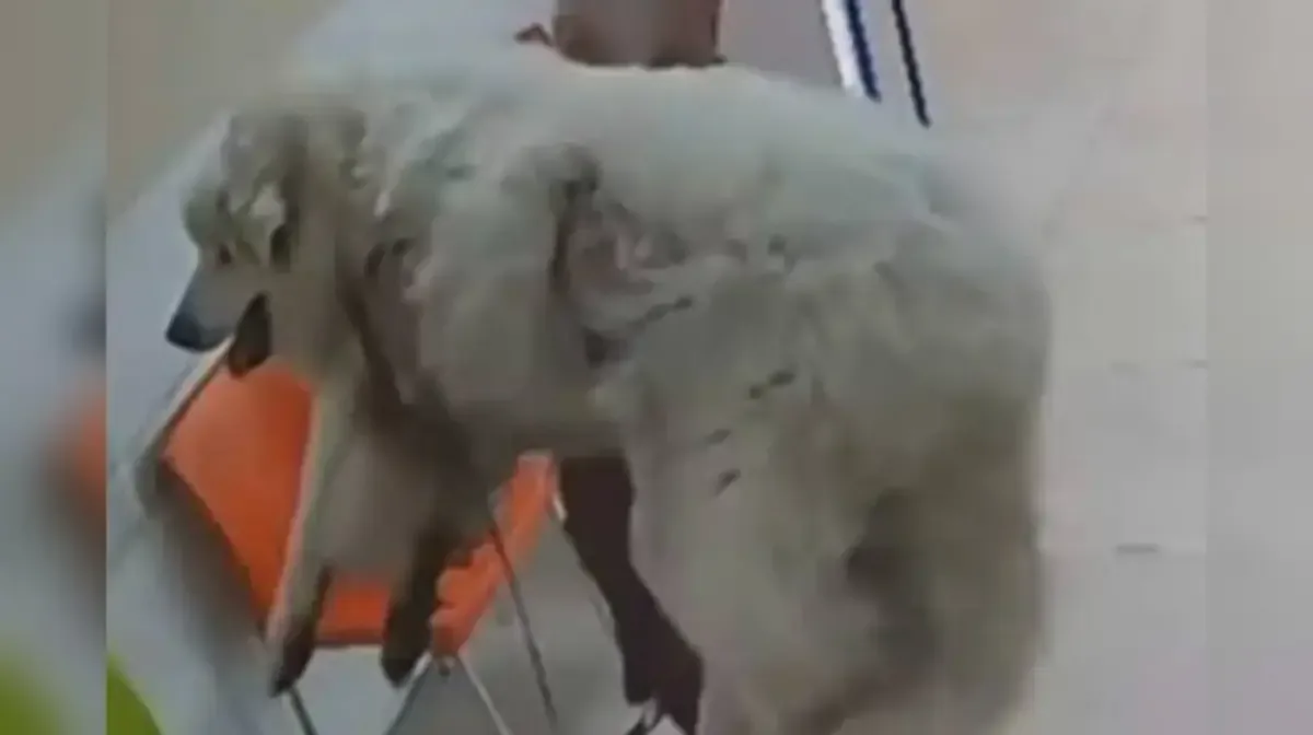 La muerte de Rocky genera indignación y un llamado a erradicar el maltrato animal en Coahuila.