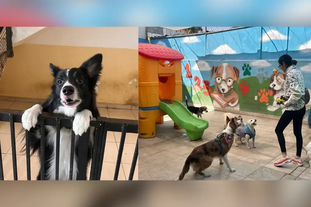 PERROOMIES brinda un entorno seguro y educativo para los perros, promoviendo su bienestar emocional y físico.