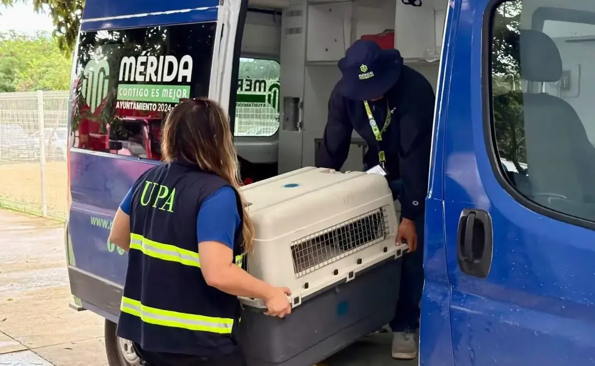 Dos perros que previamente habían agredido a una mujer regresan a su dueño, pero son retirados nuevamente tras un nuevo ataque.
