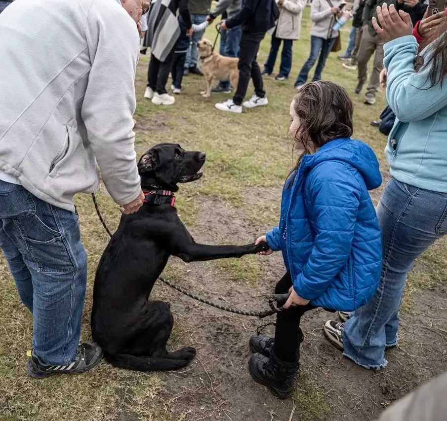 Perros certificados en habilidades de zooterapia para convivir con niños.
