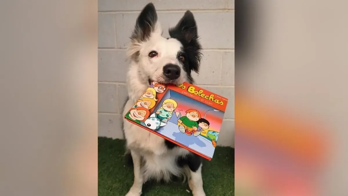 En Lalín, Galicia, una innovadora iniciativa ayuda a niños a superar el miedo a leer mediante la interacción con un perro.