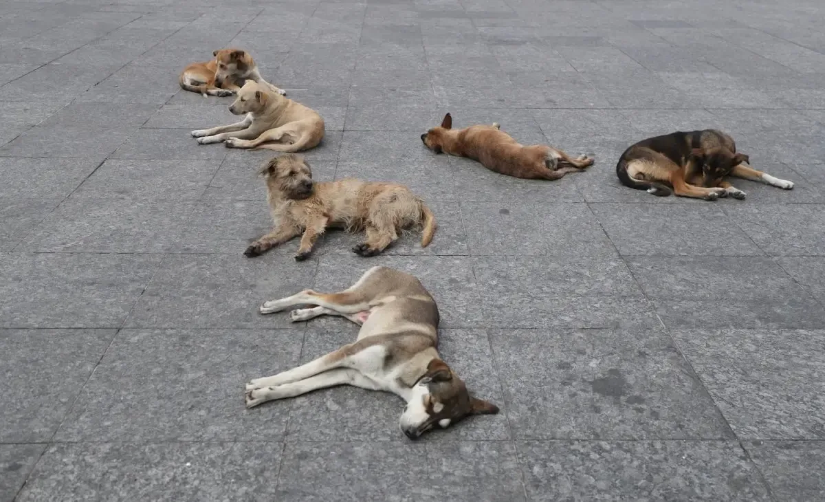 Perros en situación de calle en la Ciudad de México, un problema creciente.
