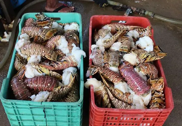 Pescadores en Cancún enfrentan difíciles condiciones climáticas que afectan su producción.