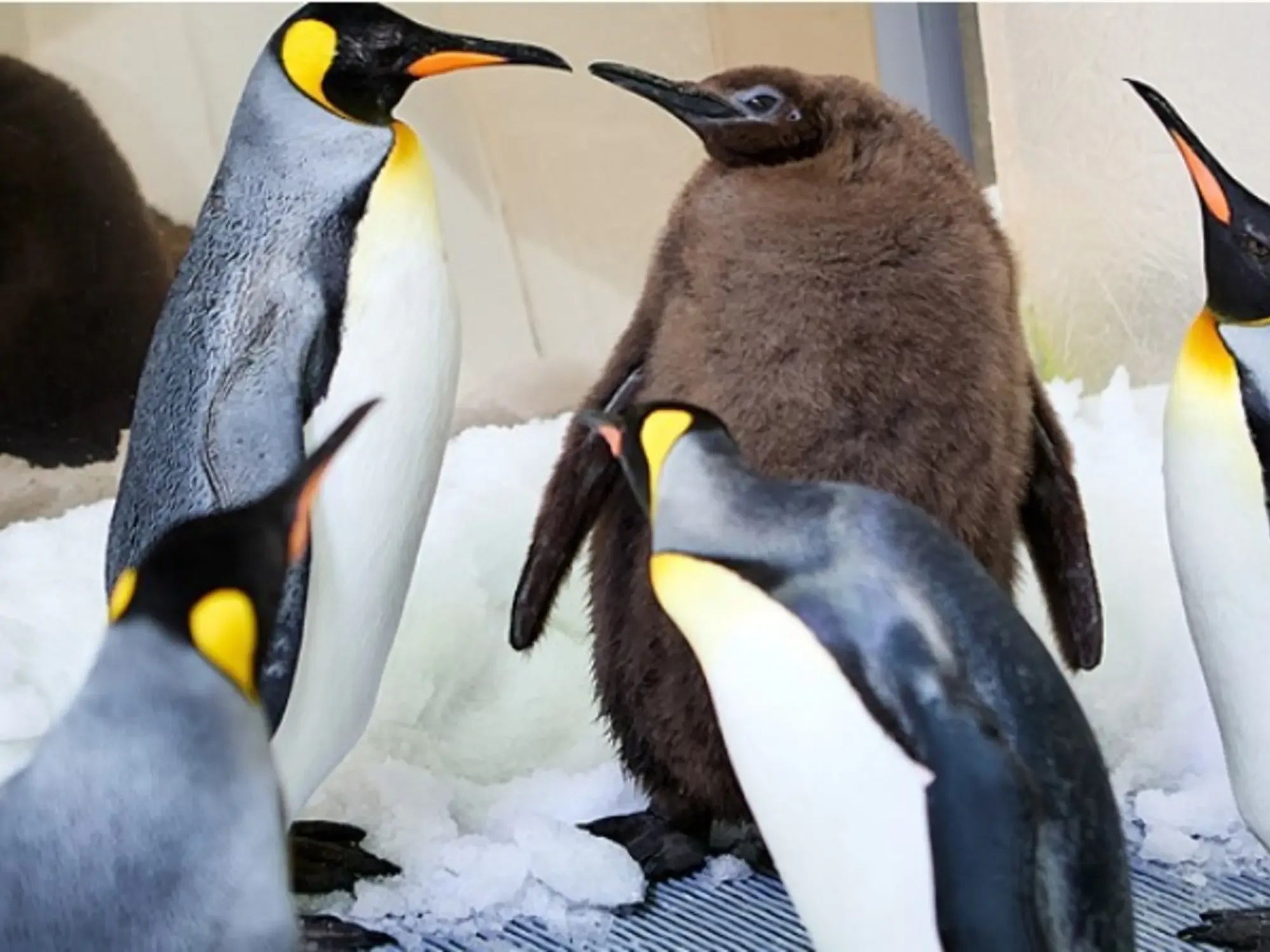 Pingüinos del Acuario de Long Island se refugian del frío extremo en su hábitat interior.
