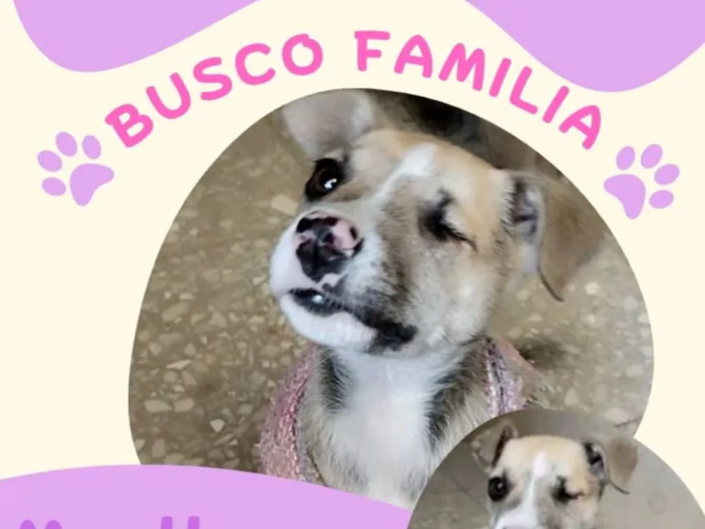 Pistache, la perrita que busca un hogar en Querétaro, lista para ser adoptada.