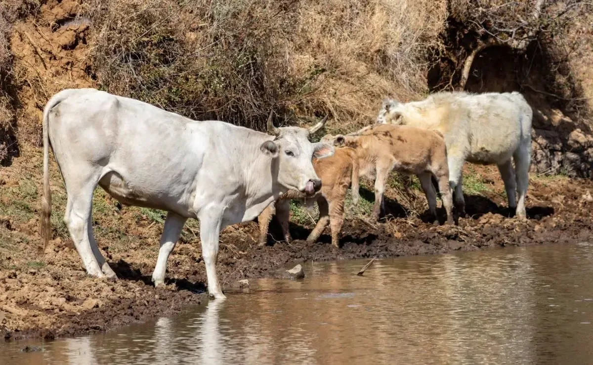 La plaga se extiende en el norte de Sinaloa, preocupan casos en ganados de Choix y El Fuerte.