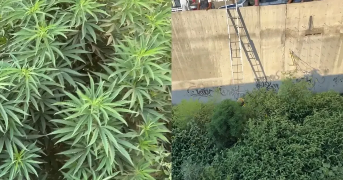 Encontraron cannabis cerca del Consulado de Estados Unidos, pero ya no estaba.