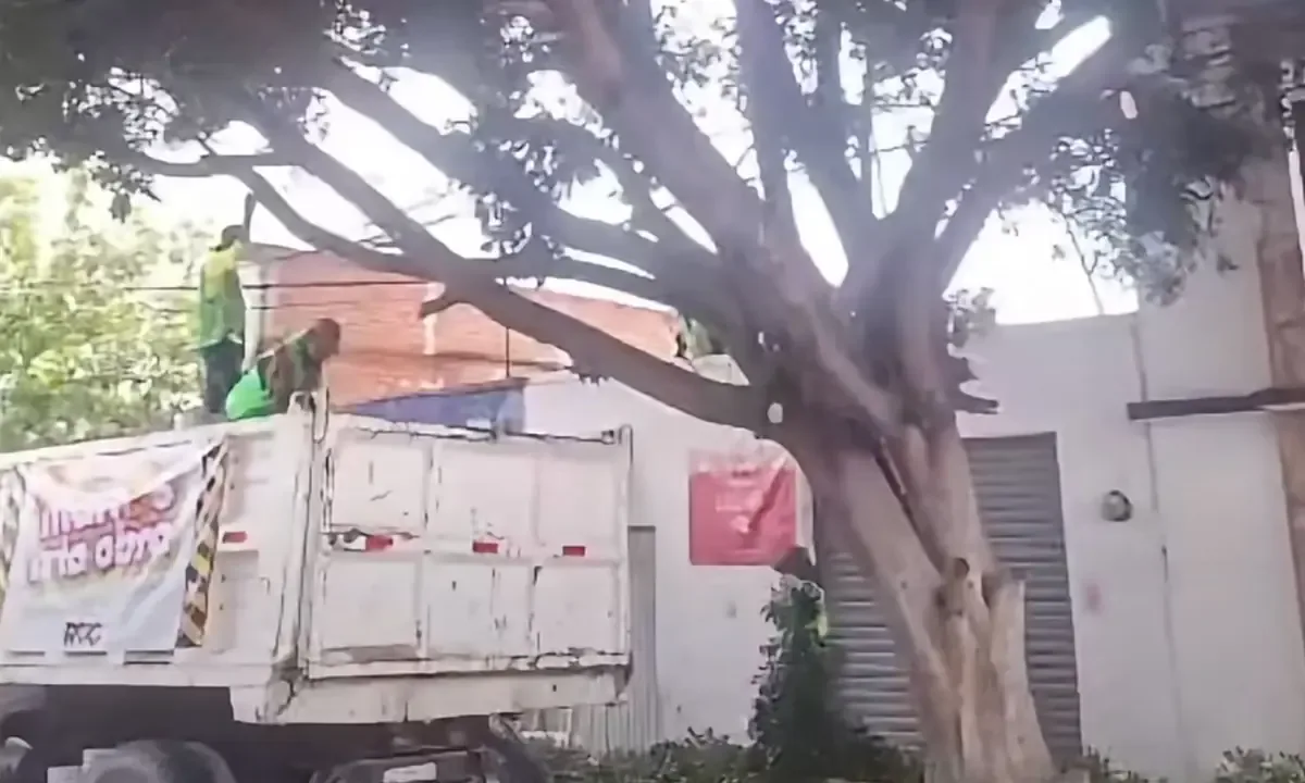 Trabajadores del programa Manos a la Obra podan árbol sin autorización, lo que genera una posible sanción municipal.