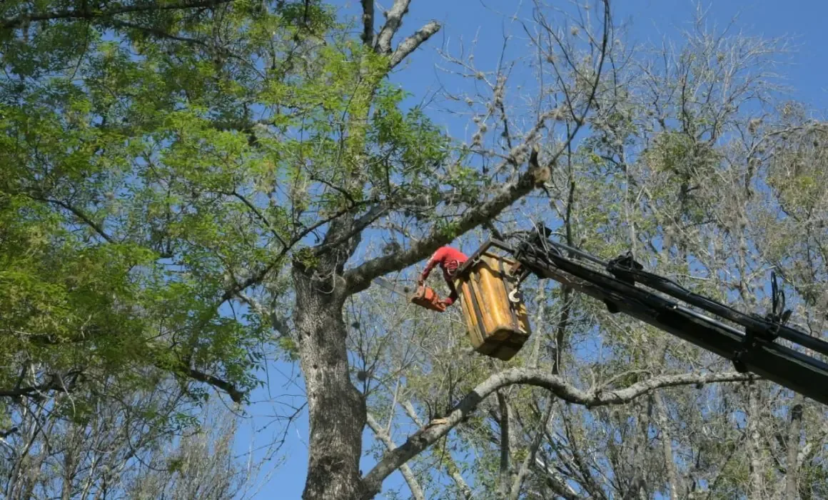 La acción busca combatir plagas que amenazan el arbolado urbano.