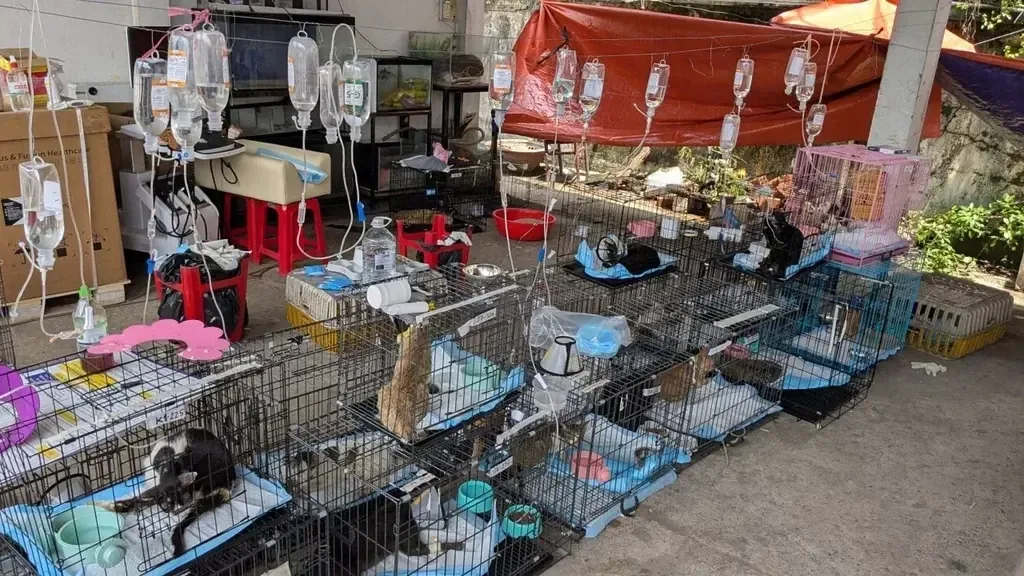 La operación revela la gravedad del tráfico de animales en el país y genera conciencia sobre el bienestar animal.
