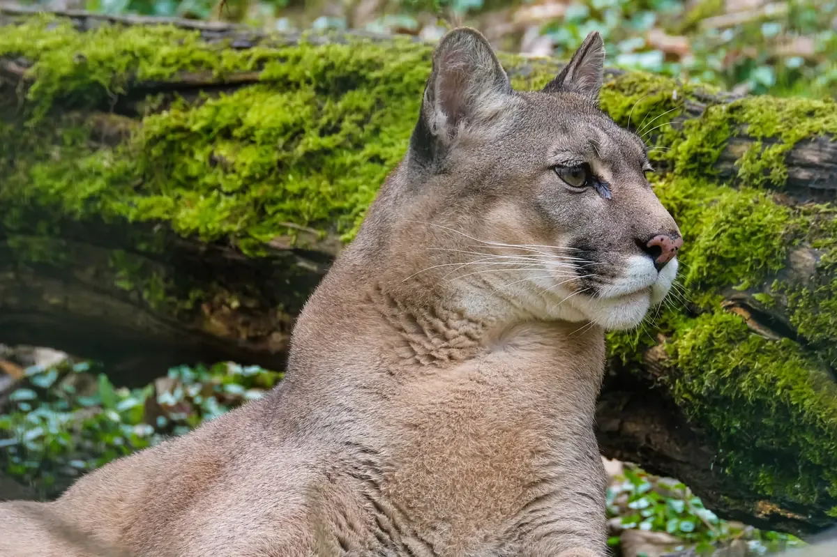 Autoridades afirman no tener reportes de un puma suelto en la zona; se cuestiona autenticidad de la fotografía.