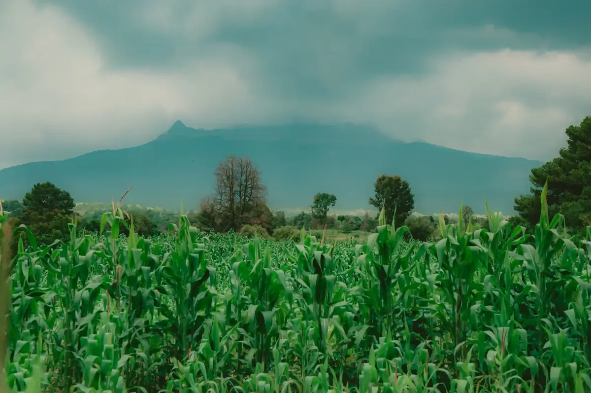 Fenómenos climatológicos afectan entre 40 mil y 50 mil hectáreas de cultivos en Tlaxcala.