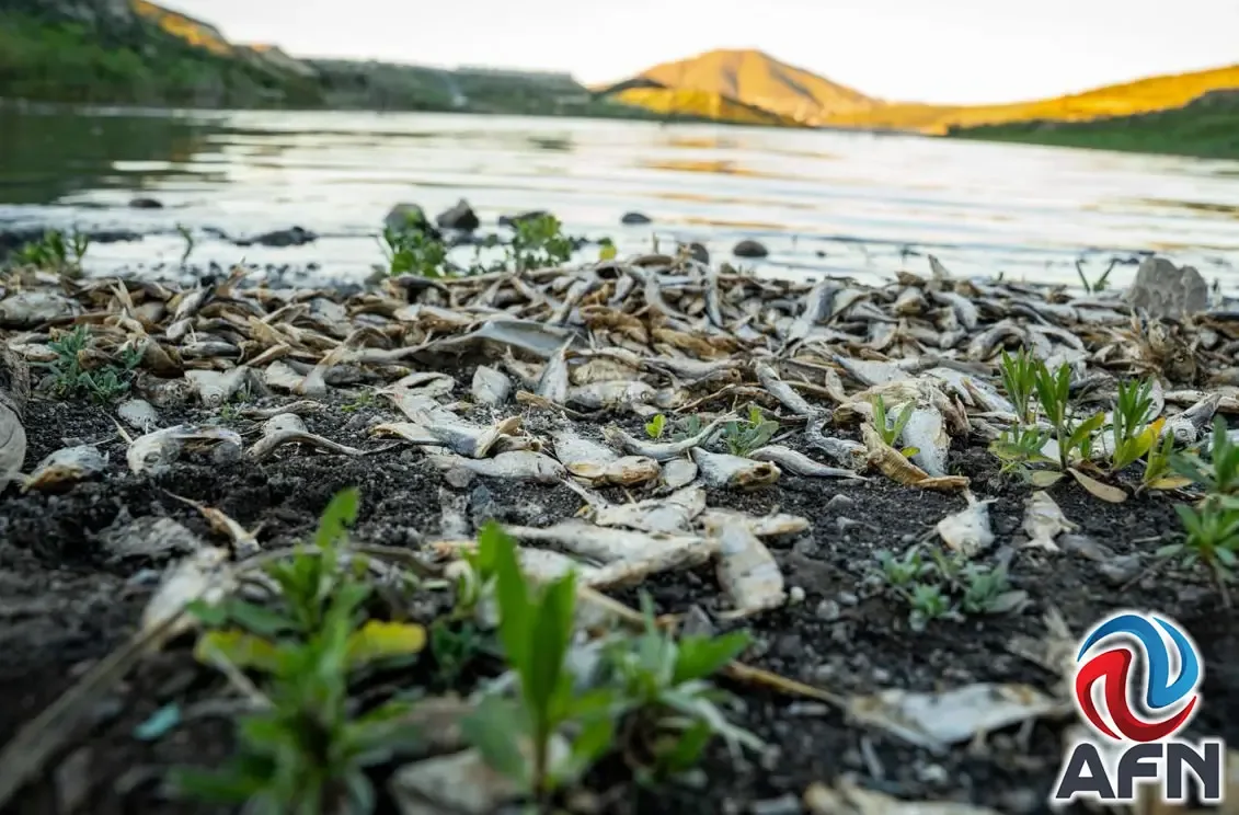 Presa "Abelardo L. Rodríguez" donde persiste la contaminación por peces muertos.