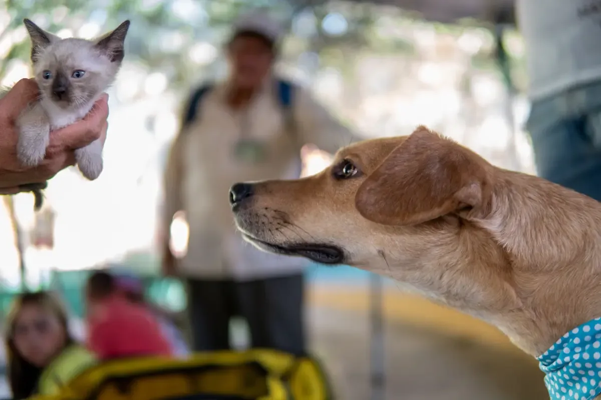 Se investiga un presunto caso de maltrato animal tras evidencias de atropello y arrastre.