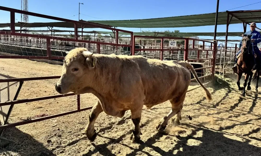 La detección en Chihuahua provoca preocupación y pérdidas millonarias en el sector ganadero.