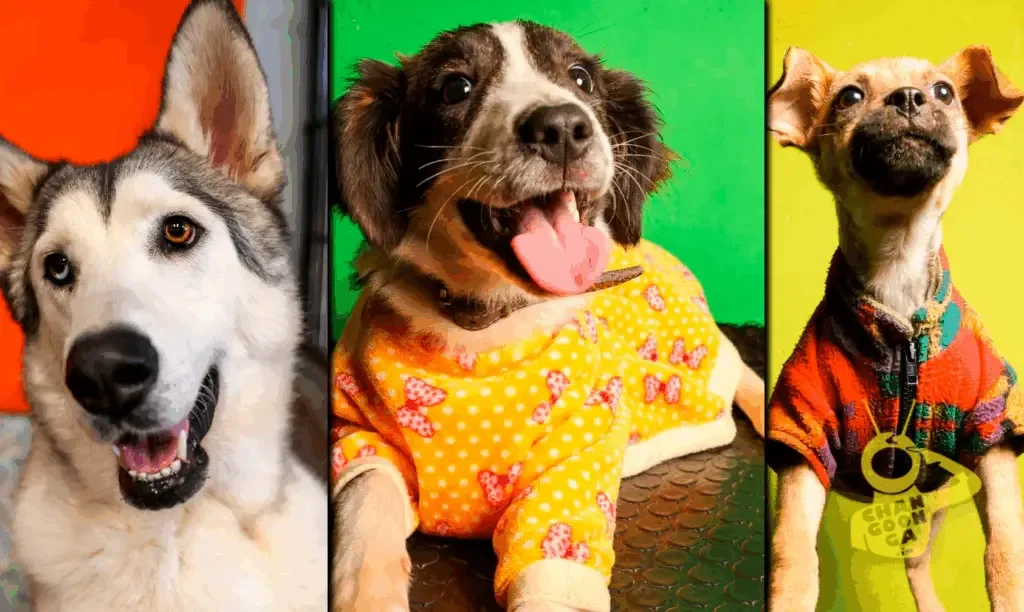 Primera Jornada de Adopción en Morelia, donde los animales buscan un nuevo hogar.