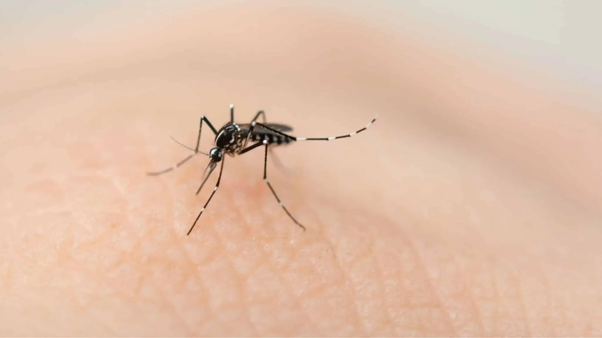 Primeros casos de dengue en la península de Yucatán en 2026.